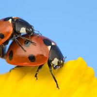 Mating Ladybirds 1 